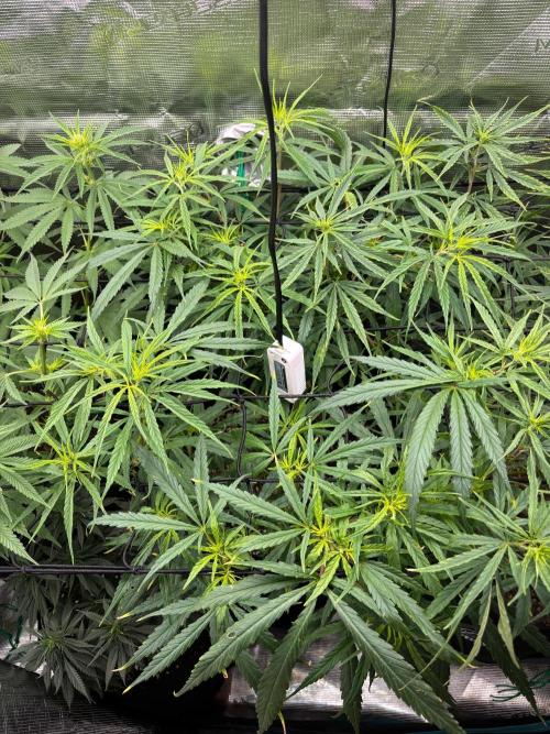 Casamance Landrace Project. Week 12