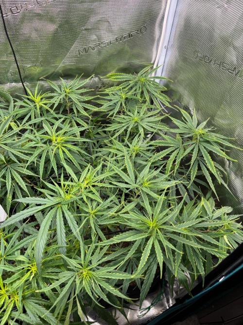 Casamance Landrace Project. Week 12