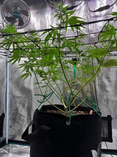 Casamance Landrace Project. Week 13