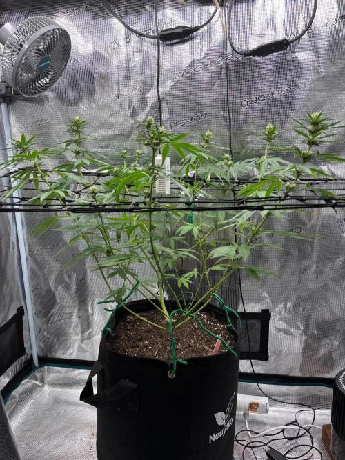 Casamance Landrace Project. Week 13