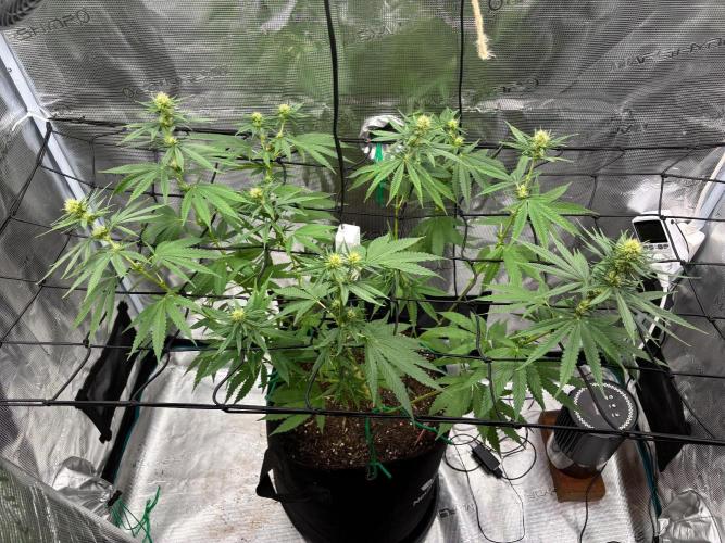 Casamance Landrace Project. Week 13
