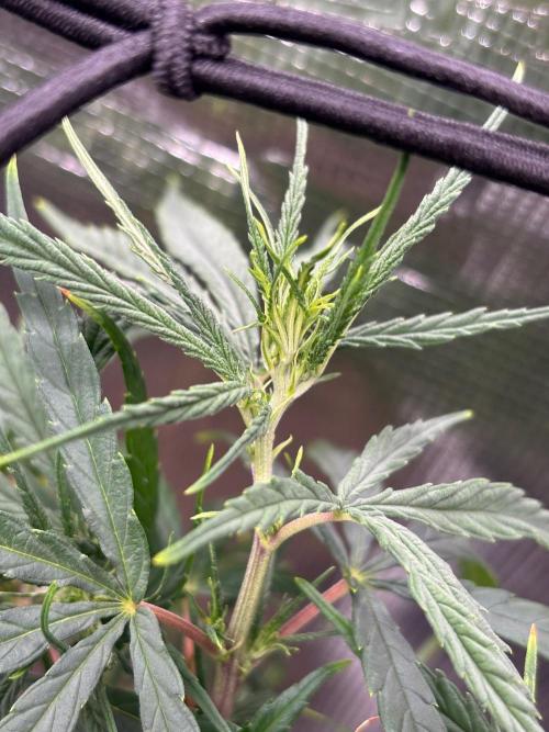Casamance Landrace Project. Week 13