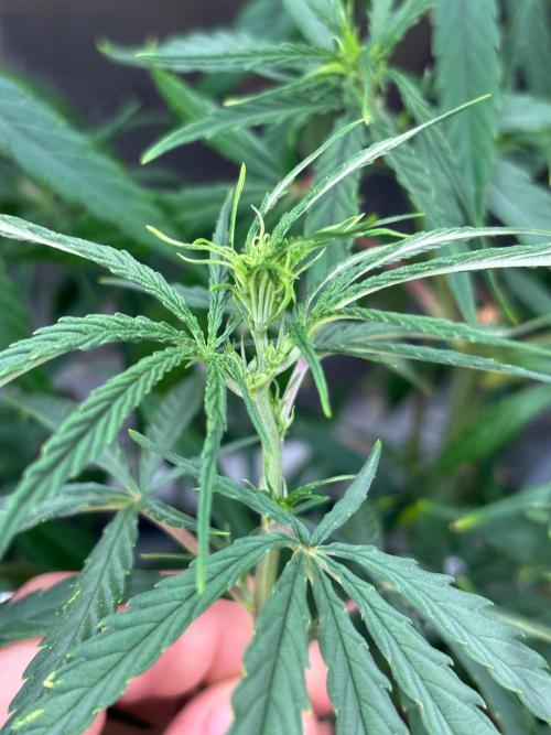 Casamance Landrace Project. Week 13