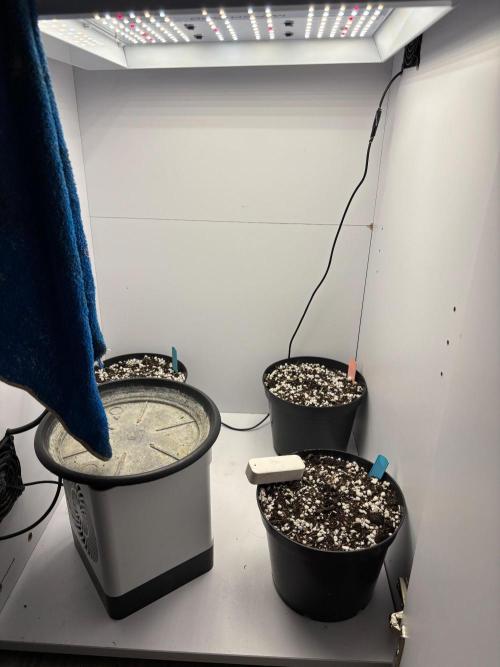 Wedding Cheesecake FF Indoor. Week 0