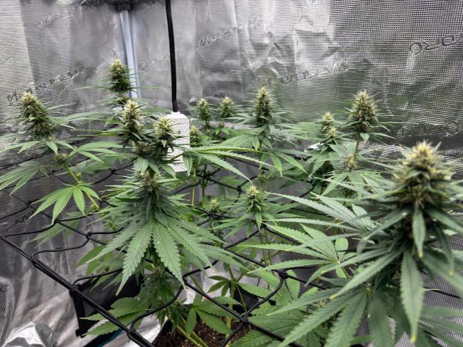Casamance Landrace Project. Week 14