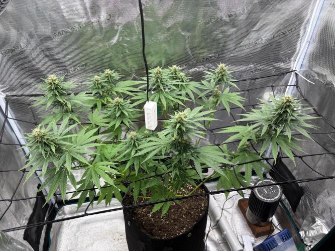 Casamance Landrace Project. Week 14