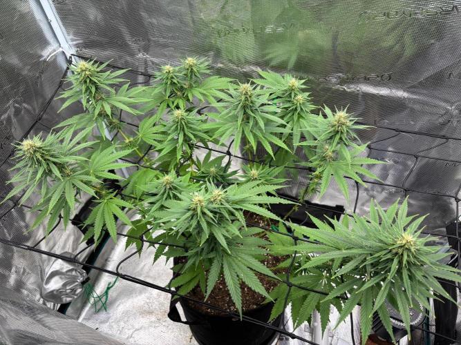 Casamance Landrace Project. Week 14