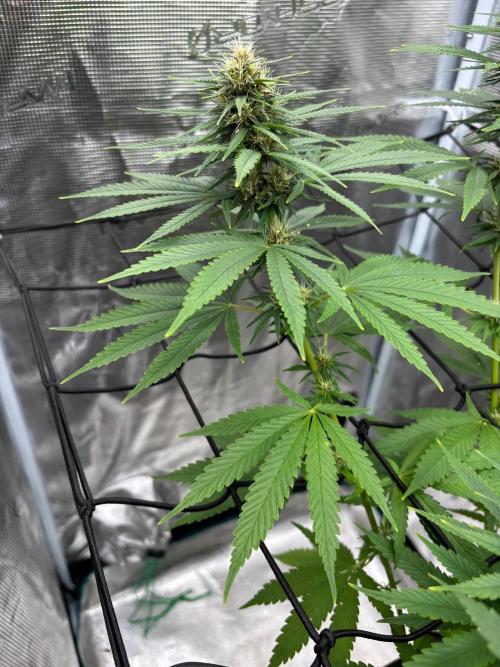 Casamance Landrace Project. Week 14