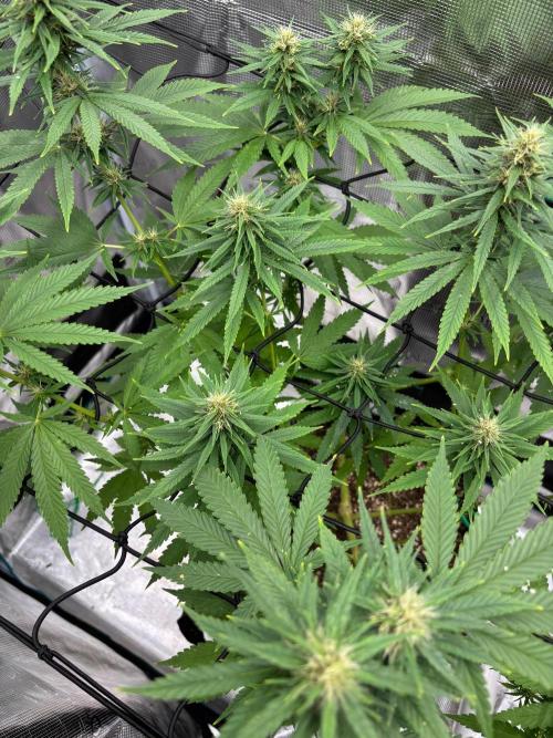 Casamance Landrace Project. Week 14