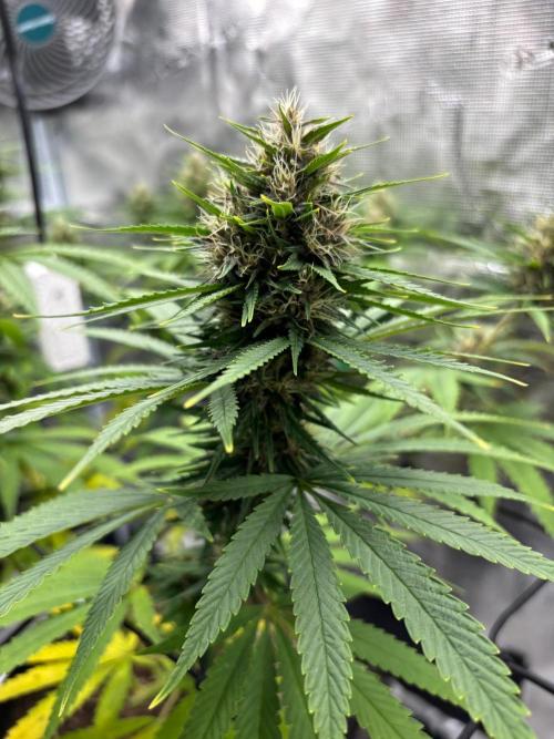 Casamance Landrace Project. Week 15