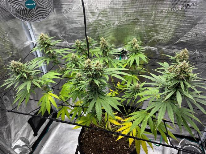 Casamance Landrace Project. Week 15