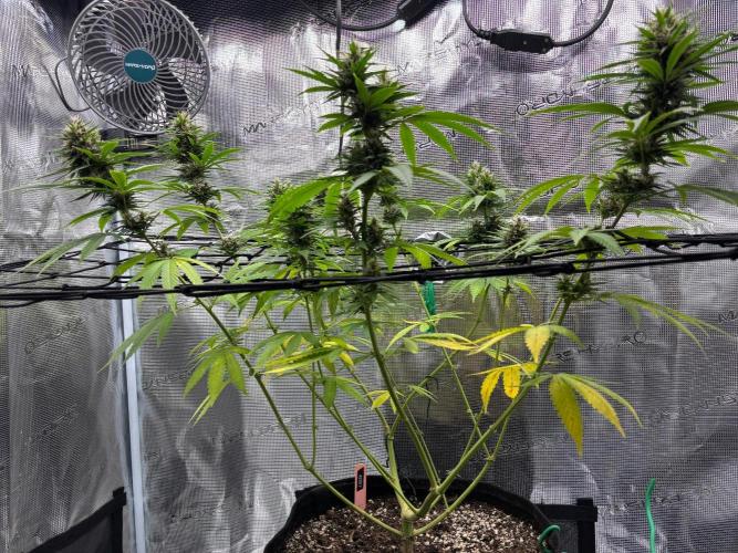 Casamance Landrace Project. Week 15