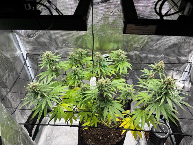 Casamance Landrace Project. Week 15