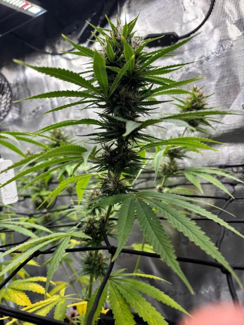 Casamance Landrace Project. Week 15