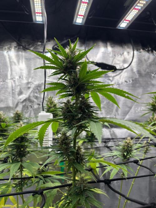 Casamance Landrace Project. Week 15