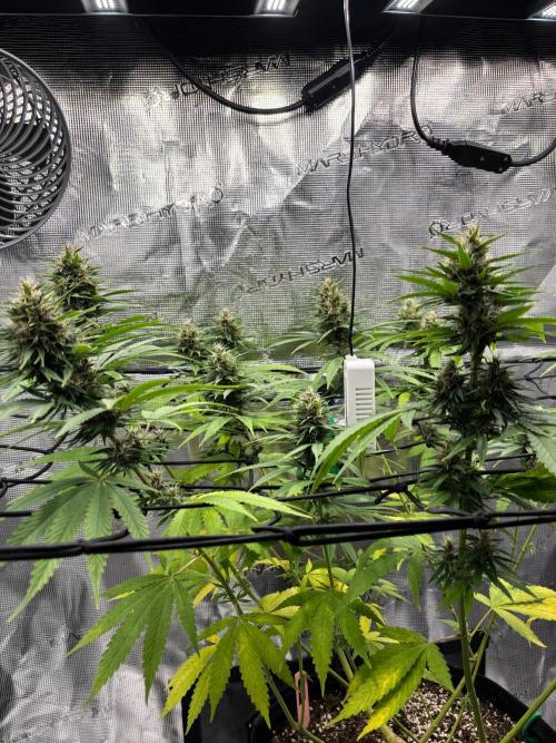 Casamance Landrace Project. Week 15