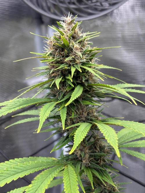 Casamance Landrace Project. Week 16