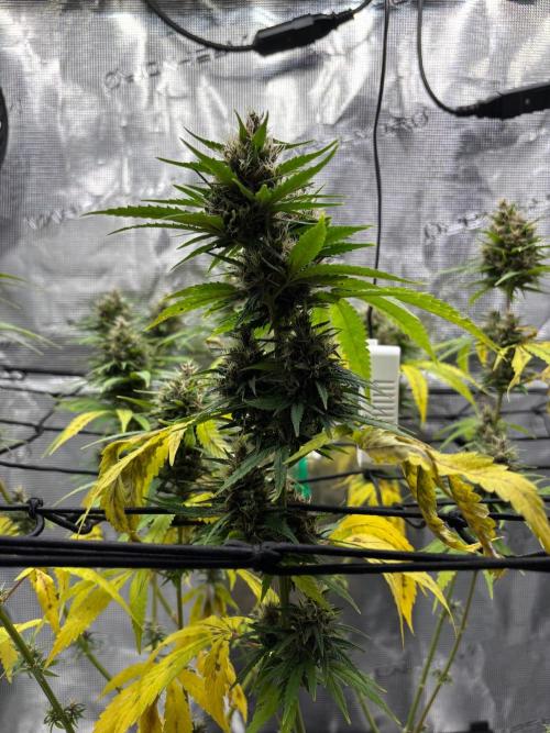 Casamance Landrace Project. Week 16