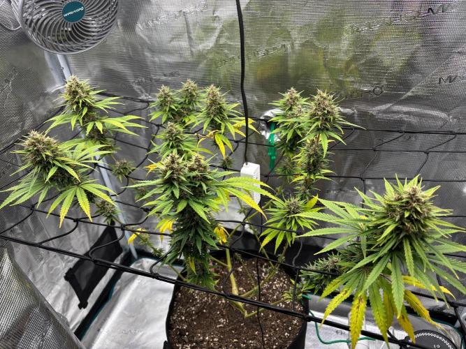 Casamance Landrace Project. Week 16