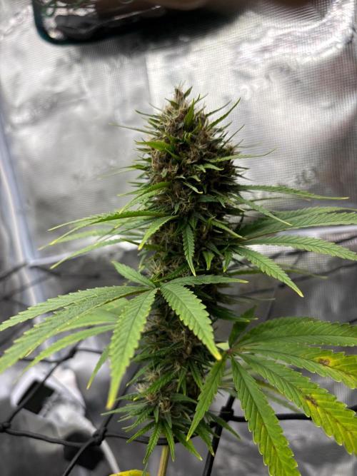 Casamance Landrace Project. Week 16