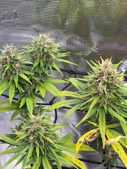 Casamance Landrace Project. Week 16