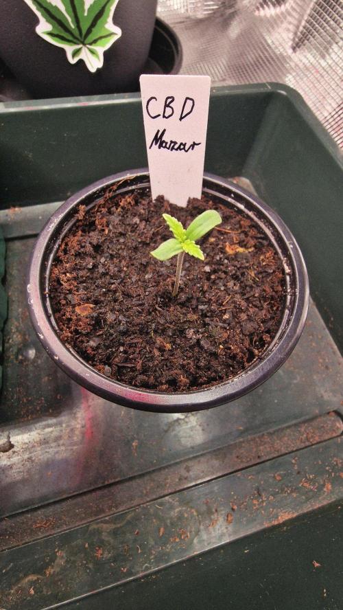 Micro Grow 1. Week 0
