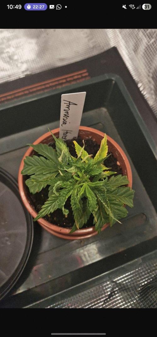 Micro Grow 1. Week 0