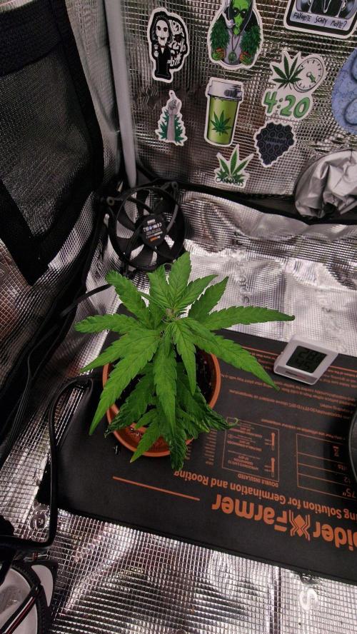 Micro Grow 1. Week 0
