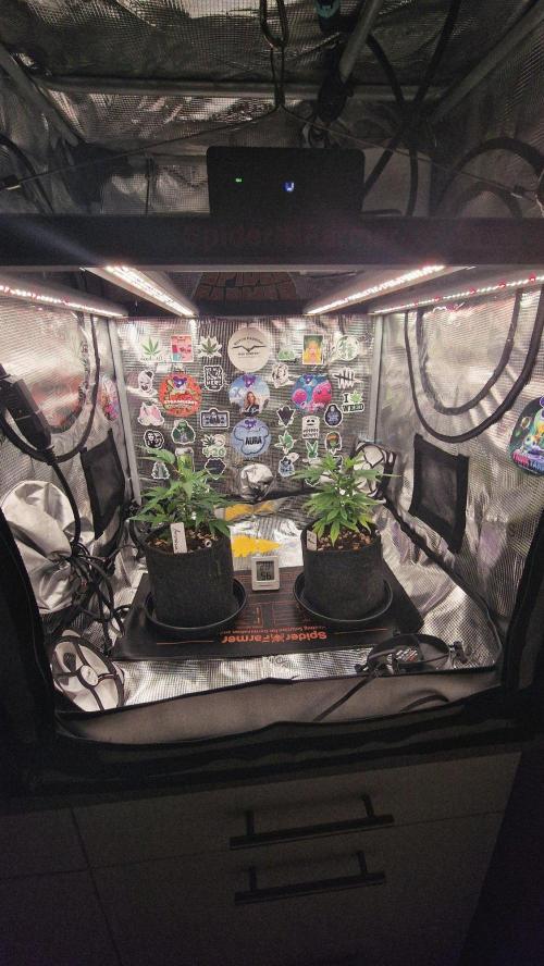 Micro Grow 1. Week 0