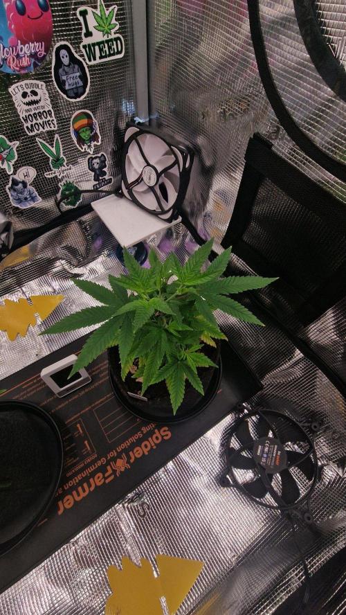 Micro Grow 1. Week 0