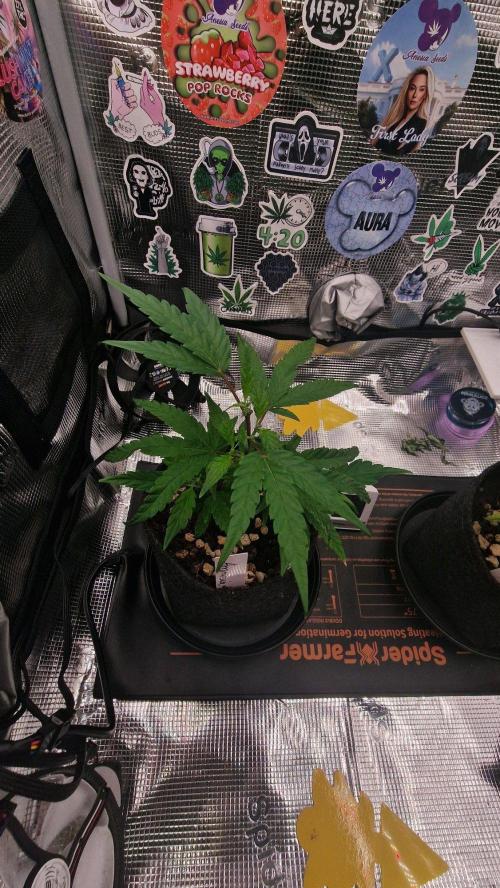 Micro Grow 1. Week 0