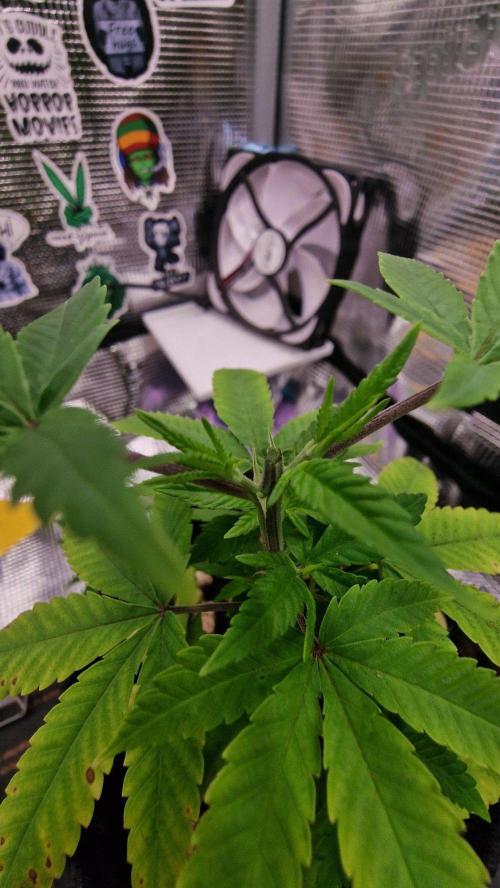 Micro Grow 1. Week 0