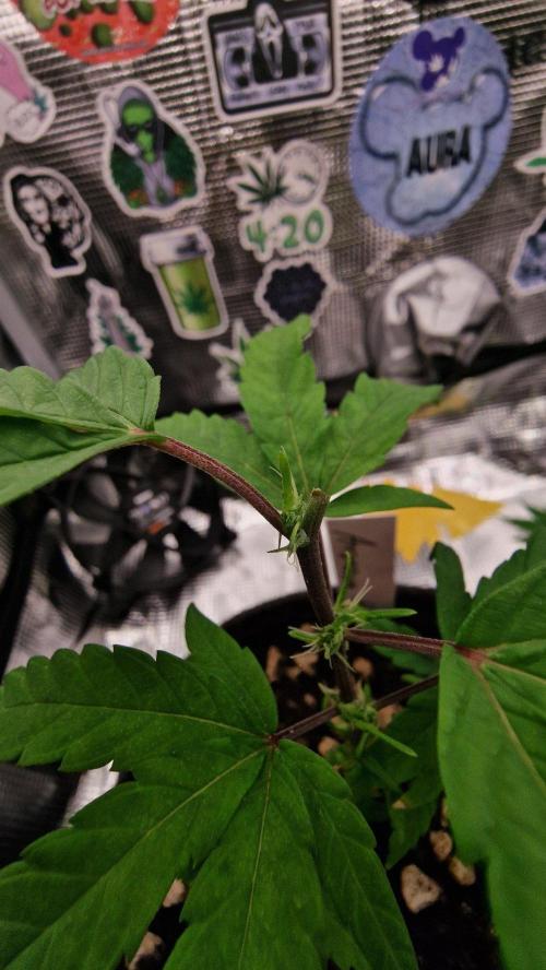 Micro Grow 1. Week 0