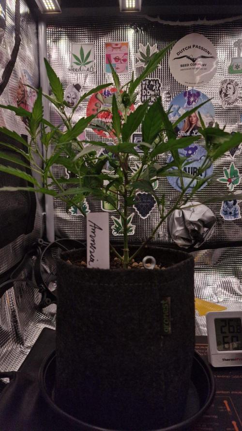 Micro Grow 1. Week 1