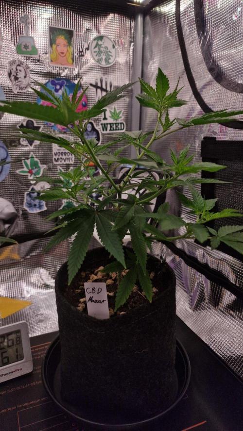 Micro Grow 1. Week 1