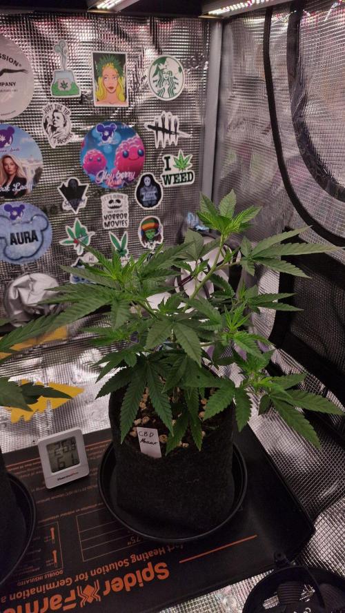 Micro Grow 1. Week 1