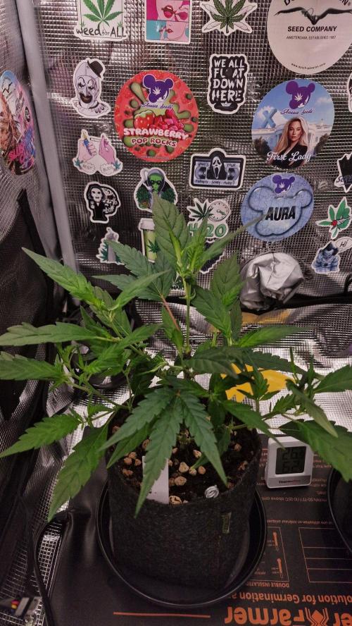 Micro Grow 1. Week 1