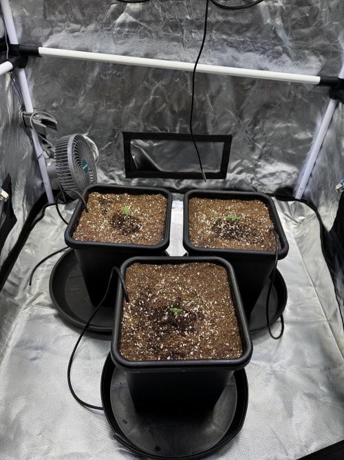 GHS Super Lemon Haze. Week 0