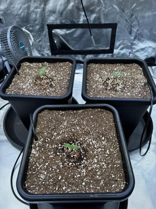 GHS Super Lemon Haze. Week 0
