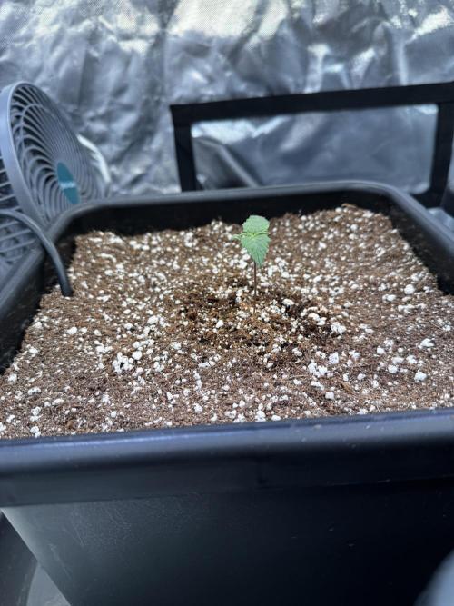GHS Super Lemon Haze. Week 0
