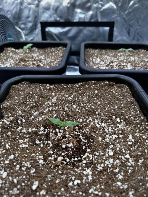 GHS Super Lemon Haze. Week 0
