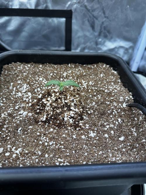 GHS Super Lemon Haze. Week 0