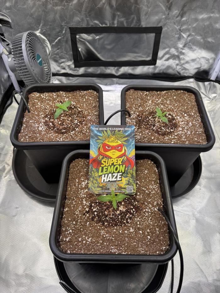 GHS Super Lemon Haze. Week 1