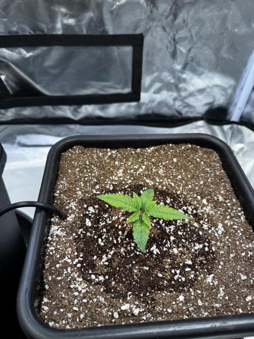 GHS Super Lemon Haze. Week 2