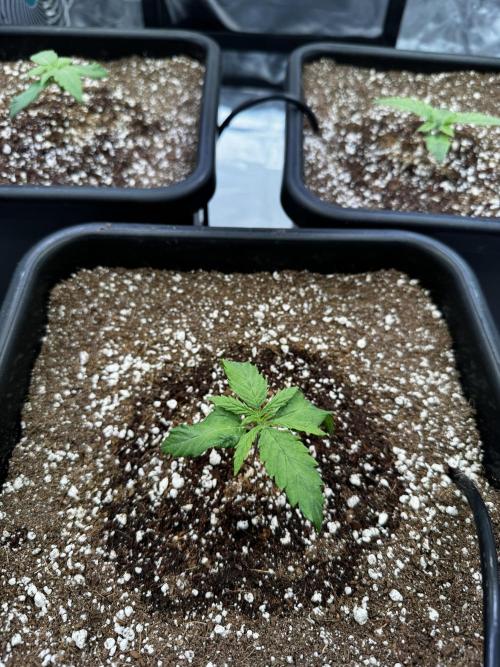 GHS Super Lemon Haze. Week 2