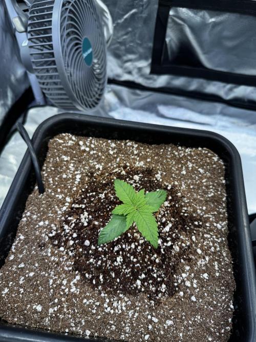 GHS Super Lemon Haze. Week 2