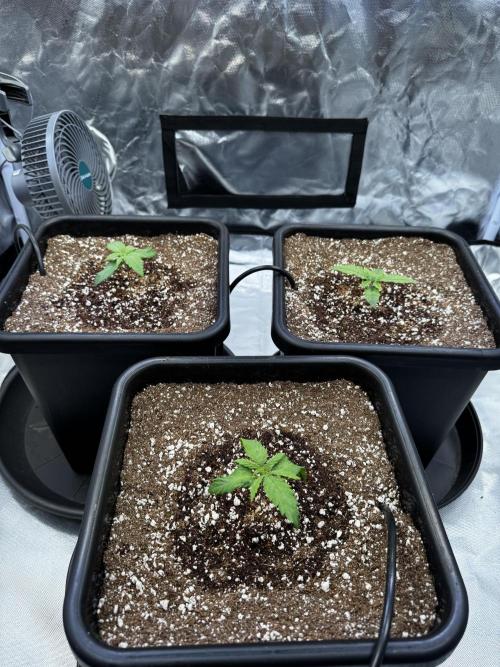 GHS Super Lemon Haze. Week 2