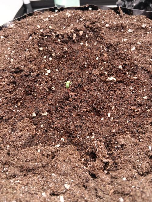 Mephisto Autoflower. Week 0