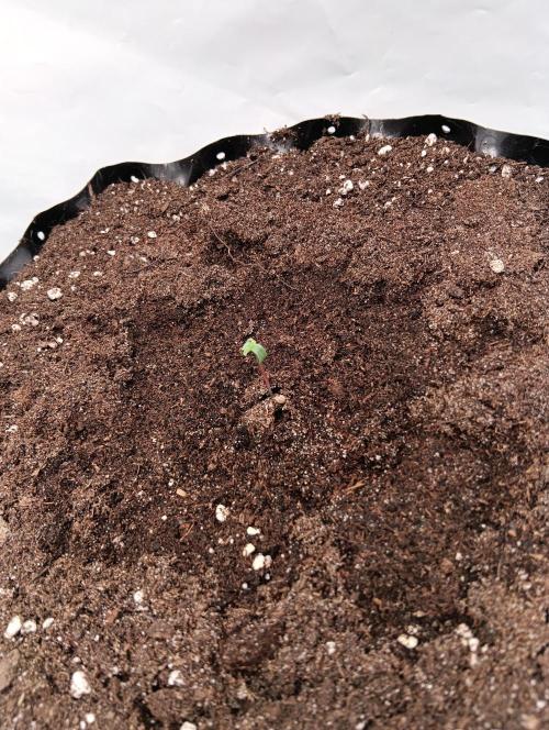 Mephisto Autoflower. Week 0