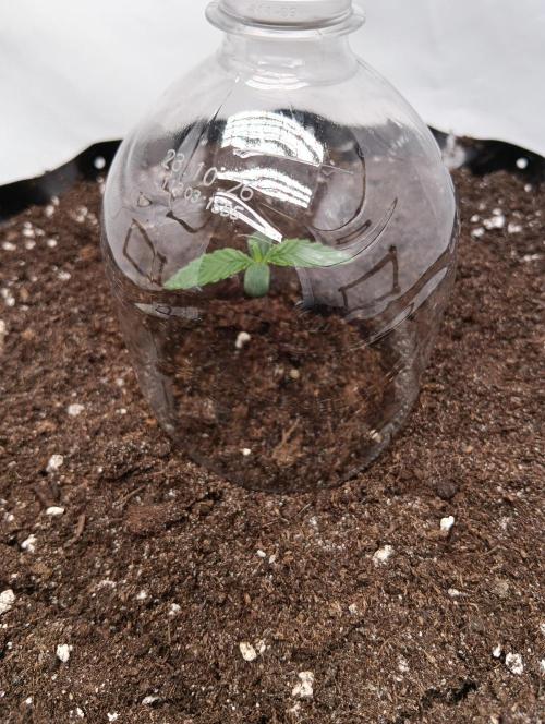 Mephisto Autoflower. Week 1
